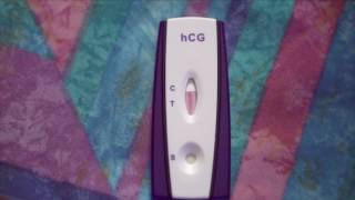 Can I use a human pregnancy test on my dog ? Daisy's Pregnancy Test Theory