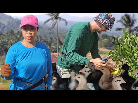 Мумай и Джереми починили забор | Не знаем как теперь прокормить столько птенцов | Жизнь в деревне