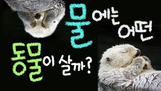 물에는 어떤 동물이 살까요? [초등 과학 3학년 2학기 2단원 7차시 ]