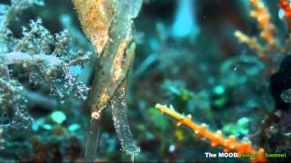 Someday We&#39;ll All Be Free