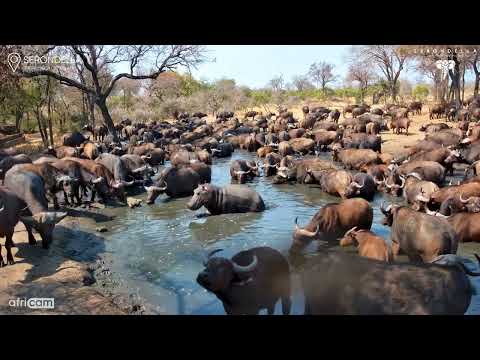 Hippo Loses Patience as Buffalo Swarm the Waterhole