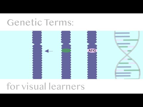 Genetic Terms: Loci, Gene & Allele