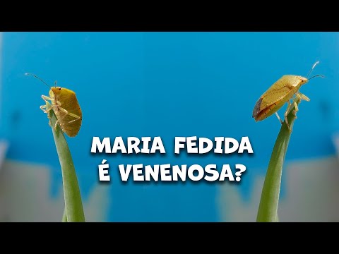 , title : 'A MARIA FEDIDA É PREJUDICIAL À NOSSA SAÚDE E DAS PLANTAS?'