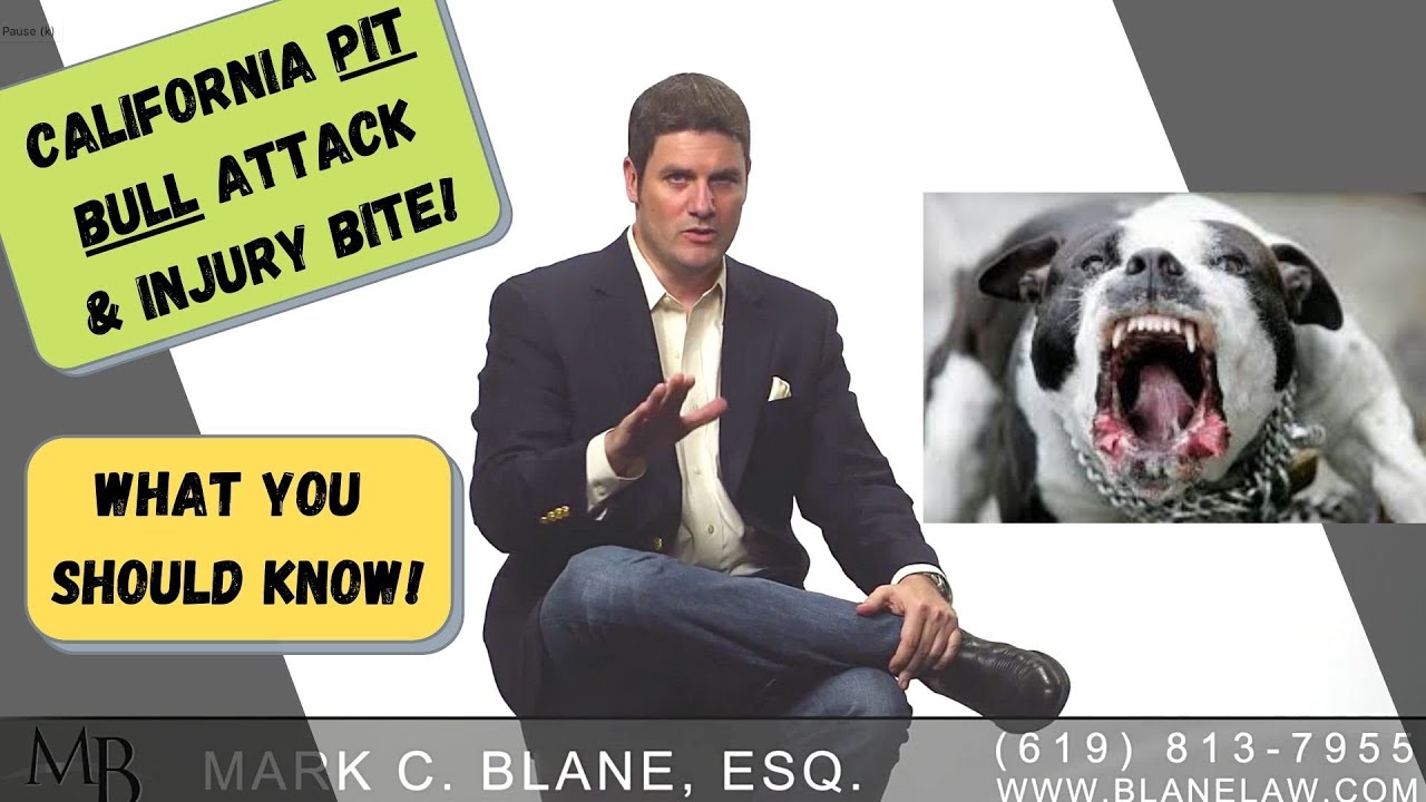 What Must Happen If Your Dog Bites Someone in San Diego? The Law