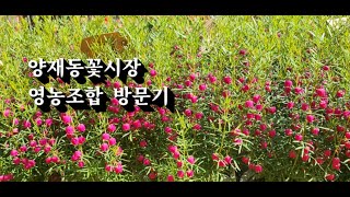 양재동꽃시장 영농조합 방문기 #양재동꽃시장 #봄꽃 #힐링
