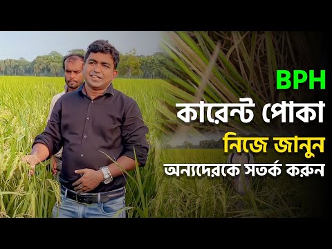 BPH - কারেন্ট পোকা- নিজে জানুন অন্যদেরকে সতর্ক করুন