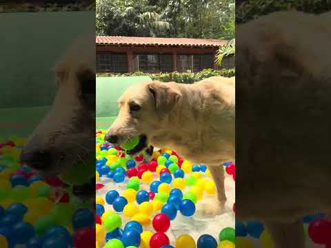 Park Resort: a nova atração do Tunghat's Resort chegou