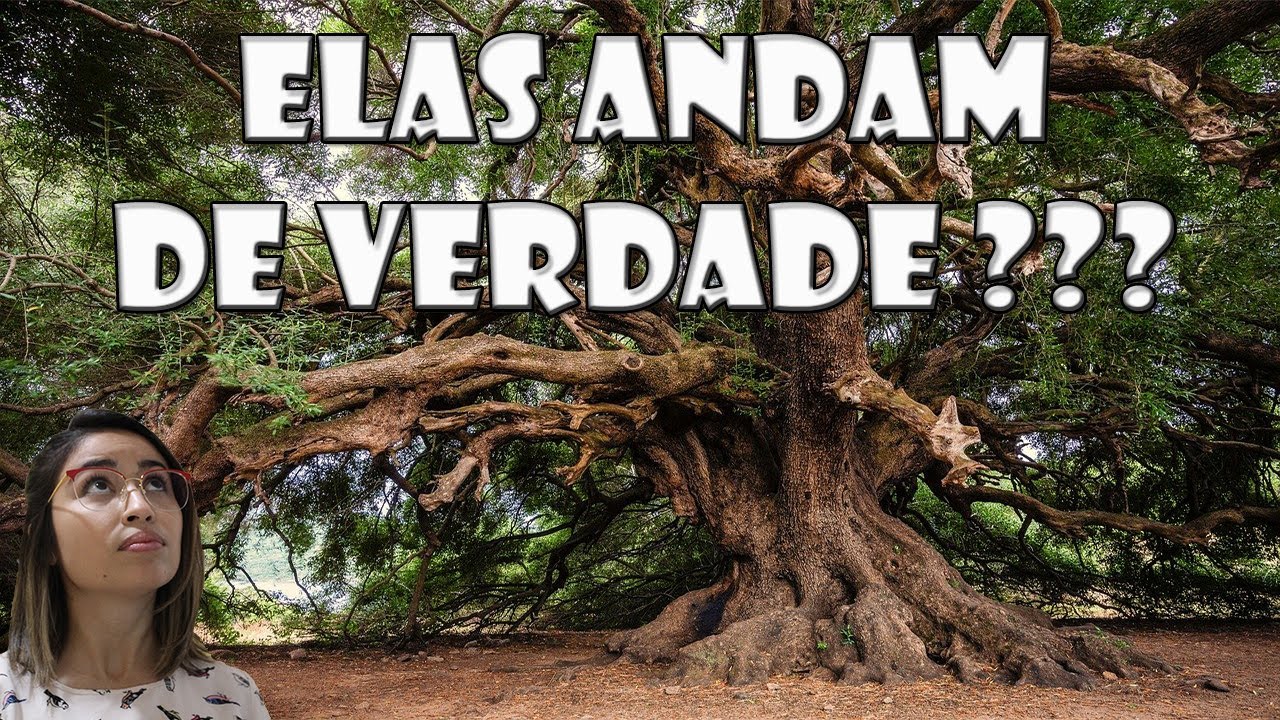 AS ÁRVORES QUE ANDAM! | UNIVERSO SAPIENS