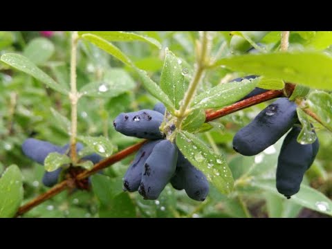 Japońskie odmiany Jagody Kamczackiej