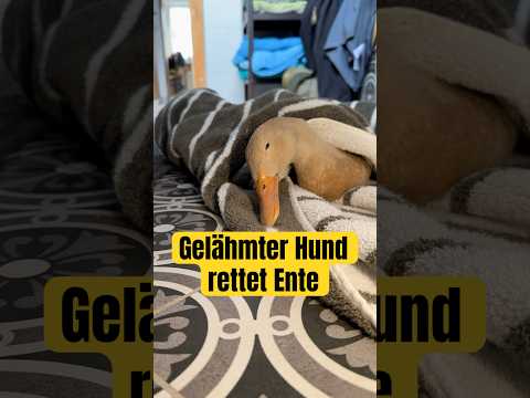 Betet für meine Ente❤️ #bordercollie #dog #rescue #duck #disability #dogshorts #doglife #laufenten