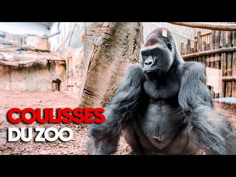 Dans les coulisses du ZOO D'AMNÉVILLE : soigner, nourrir, protéger – Reportage - AMP