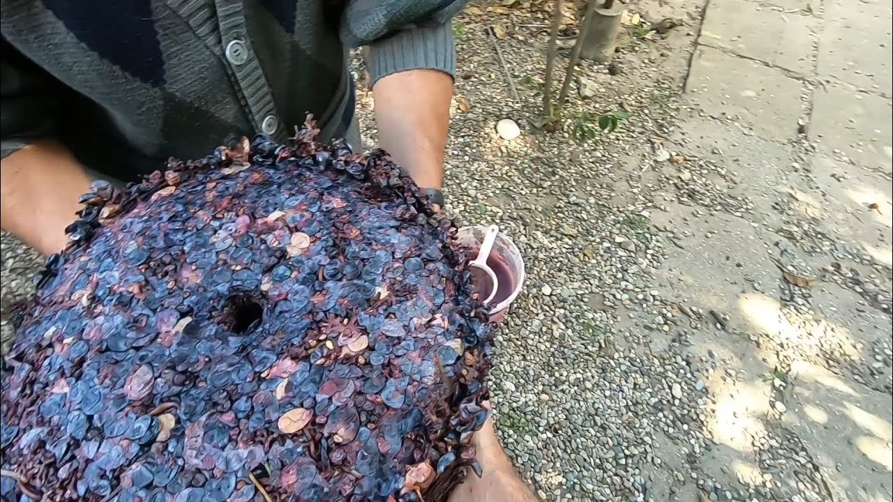 Înc? o ?mecherie dup? ce storci strugurii ?i câteva sfaturi în ale vinului.