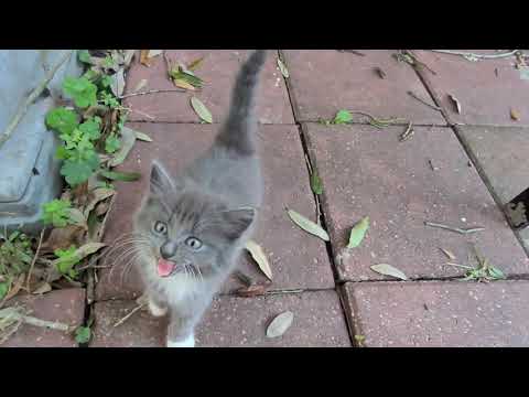 These kittens have a very protective mama !!!