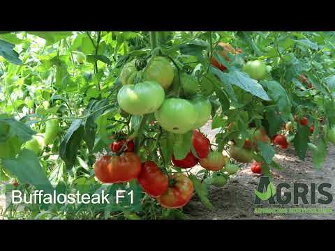 Buffalosteak F1 - Cultura de tomate specialități în Tărcaia, jud. Bihor, fermier Doru Zaha