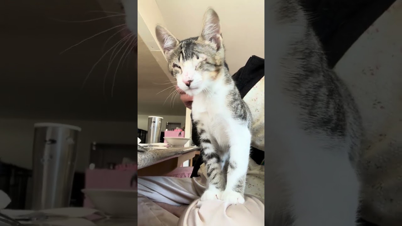 Enlarge Ringo, a Adoptable mixed breed in Sunnyvale, CA video 2/6