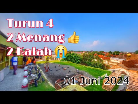 Pantau Latihan & Aduan Tomprang Merpati Tinggian 01 Juni 2024 #merpatitinggian #merpatitomprang