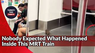Rat Runs Loose Inside MRT Train at Chinese Garden, SMRT Responds