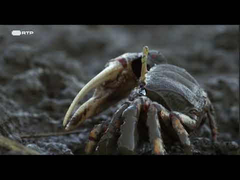 DOCUMENTÁRIO RTP - A RIA FORMOSA