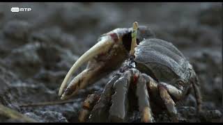 DOCUMENTÁRIO RTP - A RIA FORMOSA