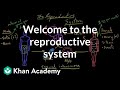 Welcome to the reproductive system | Reproductive system physiology | NCLEX-RN | Khan Academy