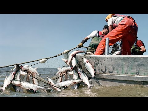 Amazing Biggest Gill net Fishing Line Catch Giant Fish - Awesome big catching on the sea
