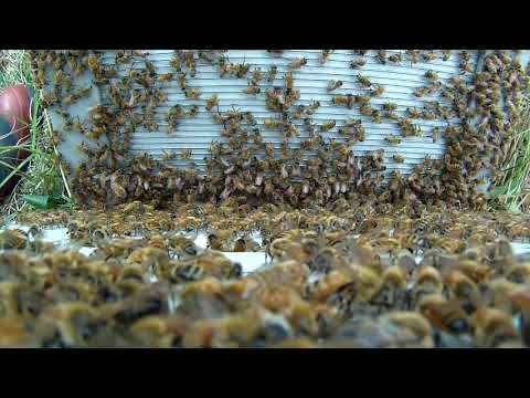 Bee Venom Collection - Beloved NZ