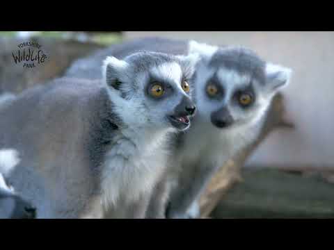 🌍🌿 Celebrating World Lemur Day 2023: Saving Madagascar's Incredible Primates!