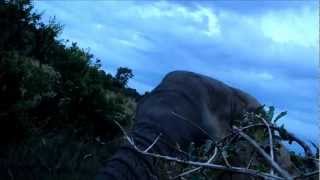 preview picture of video 'Elephants in the Pilanesberg National Park'