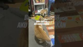 Download lagu Majikan berbulu malah nambah anggota😭 mp3 Download lagu Majikan berbulu malah nambah anggota😭 mp3