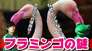 【フラミンゴの謎】「ピンクの理由」と「片足立ちの理由」について