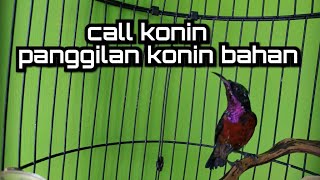 Download lagu call konin | panggilan konin bahan mp3