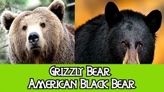 Grizzly Bear & Black Bear - The Differences