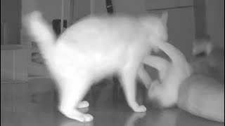 Two cats dancing at midnight
