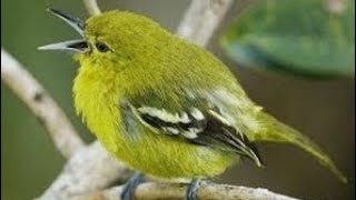 Download lagu Suara Pikat Cipoh & Burung Kecil, AMPUH mp3 Download lagu Suara Pikat Cipoh & Burung Kecil, AMPUH mp3