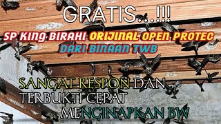 Download lagu sp king birahi sufar sinar 77 13 Januari 2025 mp3