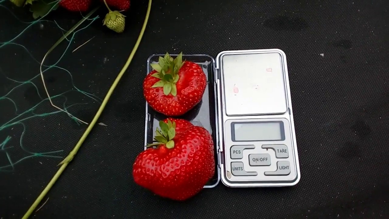 Земляника &quot;Элиани&quot; - земляника для сладкоежек!