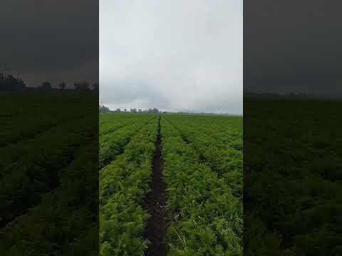 40 hectáreas de zanahorias bajo manejo regenerativo en Longaví, Región del Maule, Chile. Ecosuelo.