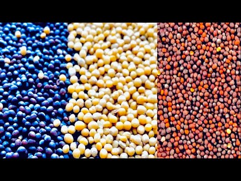 Real Talk: Discover the incredible power of mustard seeds! You won’t want to miss this one ☝️