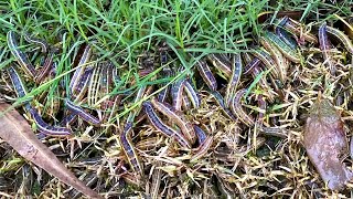 The Garden Gurus - Lawn Armyworms.