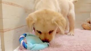 ラブラドールレトリーバーの動画01