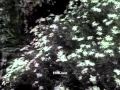 Thendral Varum Sarojadevi P Susheela Unused Song From Paalum Pazhamum