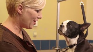 How to Cut Your Dog's Nails (Petco)