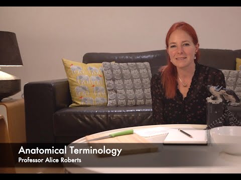 An introduction to anatomical terminology - with jelly babies