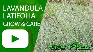 Lavandula latifolia - grow & care (Spike lavender)