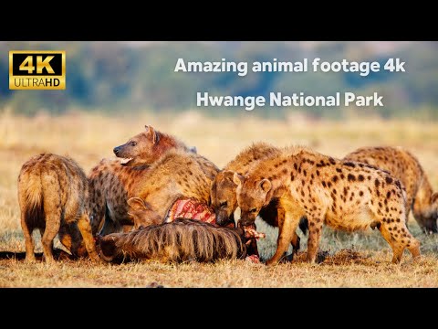 4k African animals Hwange national park - Amazing Wildlife Footage You've Ever Seen!