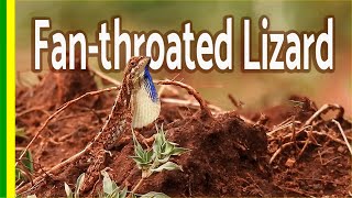 preview picture of video 'Fan throated Lizard'