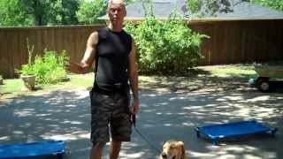 preview picture of video 'Redeeming Dogs | Highland Village dog training | Indy - lab mix | Tod McVicker - dog trainer'