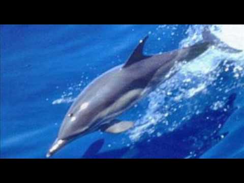 Stephen Schlaks BLUE DOLPHINS