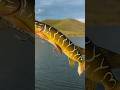 Video Thumbnail for This Pike Swim Bait PULLS Apart!