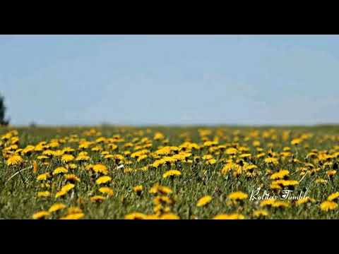 Dedicasela al amor de tu vida!